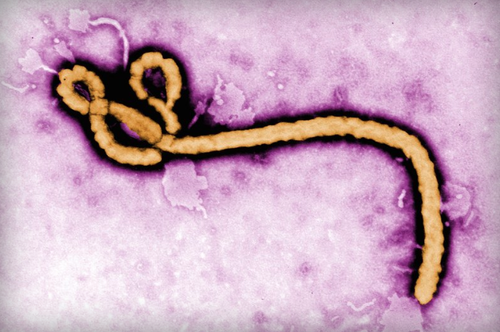 Ebola Virus
The Verge