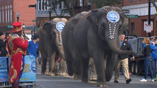 Elephants parade through Boston in October 2015