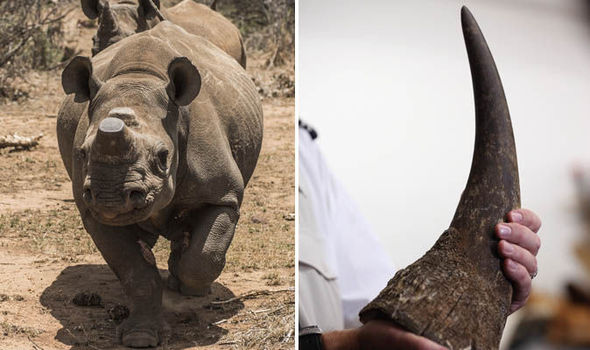 A rhino and a rhino horn