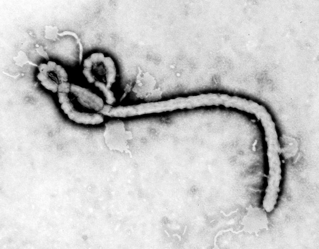 Guinea to be declared free of Ebola virus