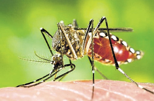 CDC to issue travel warning about mosquito-borne virus, fearing birth defects