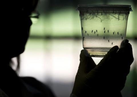 CDC to issue travel warning about mosquito-borne virus, fearing birth defects