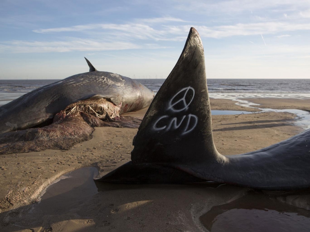 Huge whale washes up on UK beach sparking major rescue operation to save giant animal