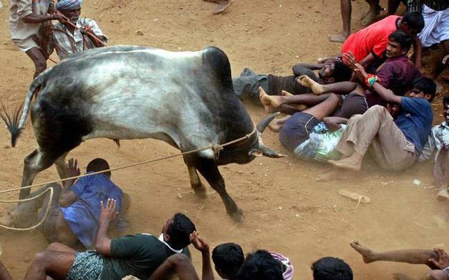 Jallikattu ban: SC hearing tomorrow