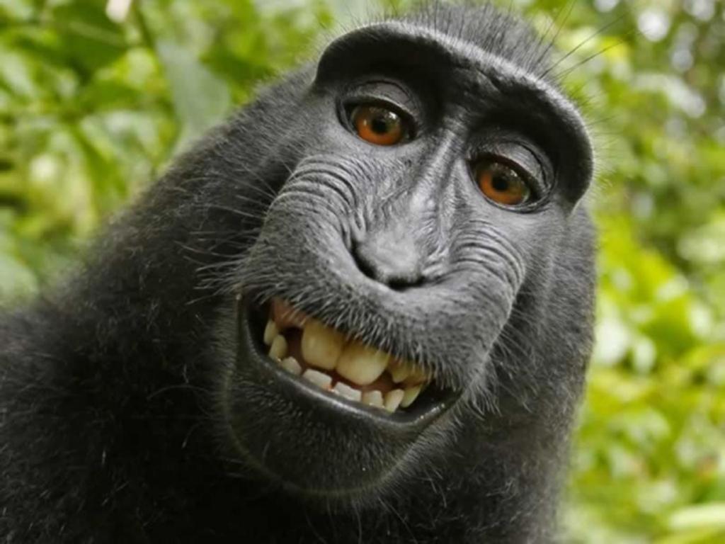 Monkey selfie case: judge rules animal cannot own his photo copyright