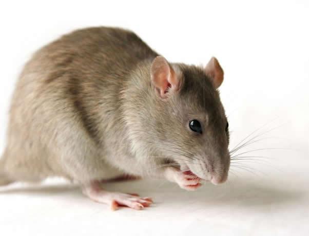 Lassa Fever: Nigeria's government tracing 15 people in Abuja