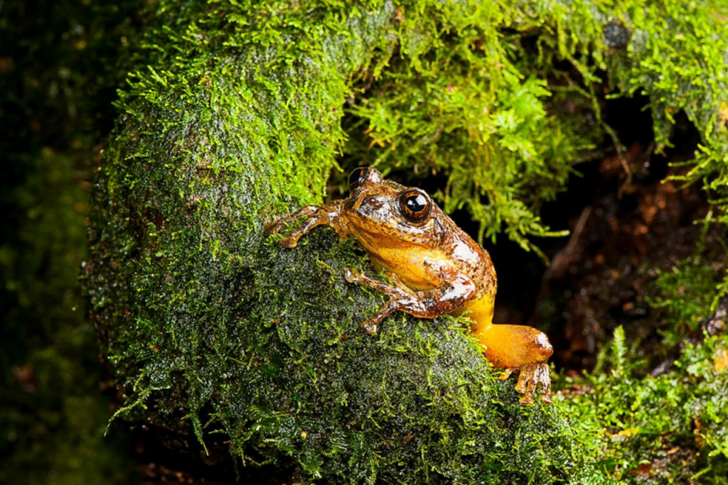 Scientists have discovered a new genus of tree frogs in India thought to have been extinct for over a century