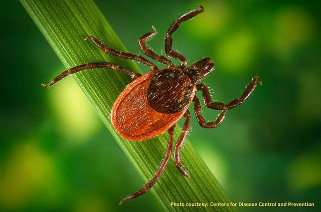 Lyme disease ticks