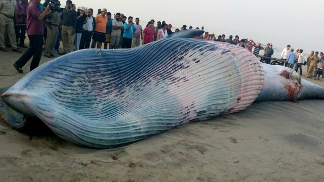 Mumbai 35-ft long dead whale washes ashore Juhu beach