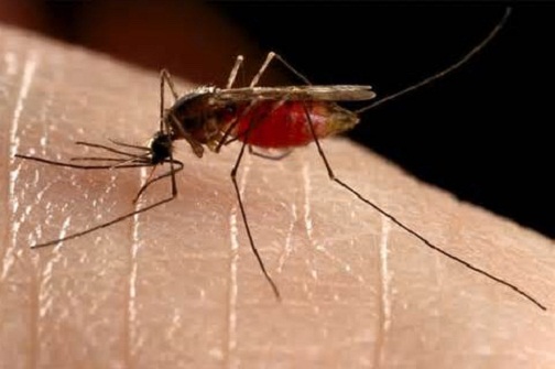 CDC to issue travel warning about mosquito-borne virus, fearing birth defects