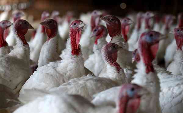 No more turkey farms in a US county have tested positive for bird flu since an outbreak on the weekend