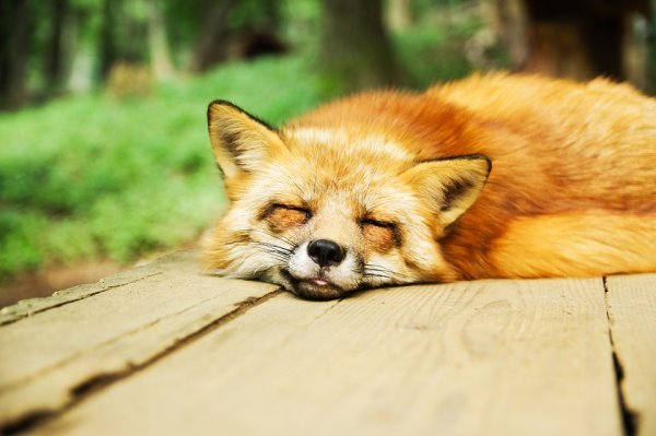 'sleeping fox