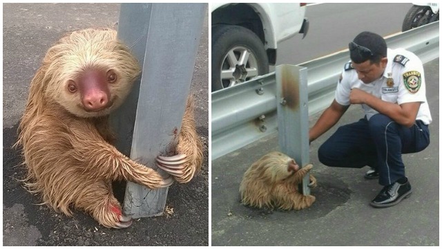 Adorable sloth clinging to motorway barrier rescued