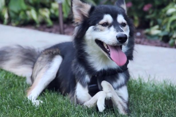 Derby the dog has custom-made 3D printed legs