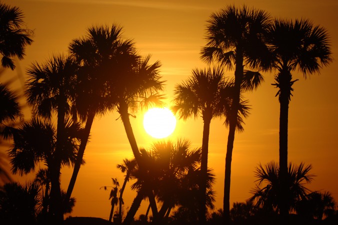 Palm trees and a setting sun on the horizon at the end of the Golden Eagle Pro Am at the 2006 Honda Classic at the Country Club at Mirasol in Palm Beach Gardens Florida on Wednesday