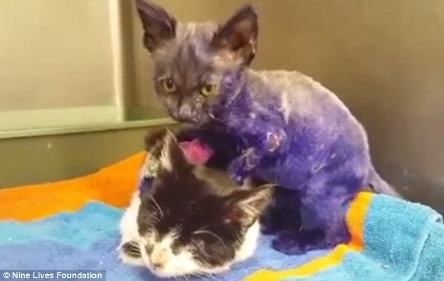 Purple heart Smurf above has become fast friends with a rescued blind kitten and massages her every day