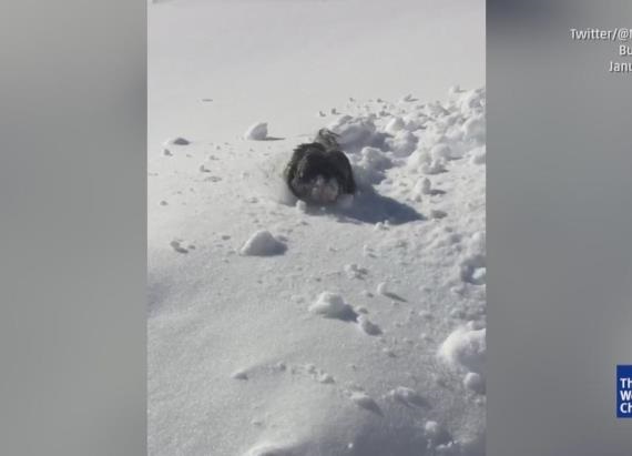 Tiny Dogs in Winter Storm Jonas Snow