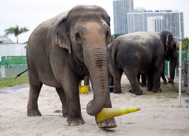 Ringling Brothers Circus to Give Elephants an Early Retirement