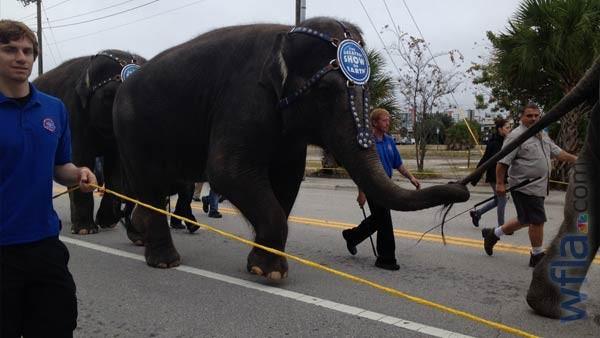 Ringling elephants on parade