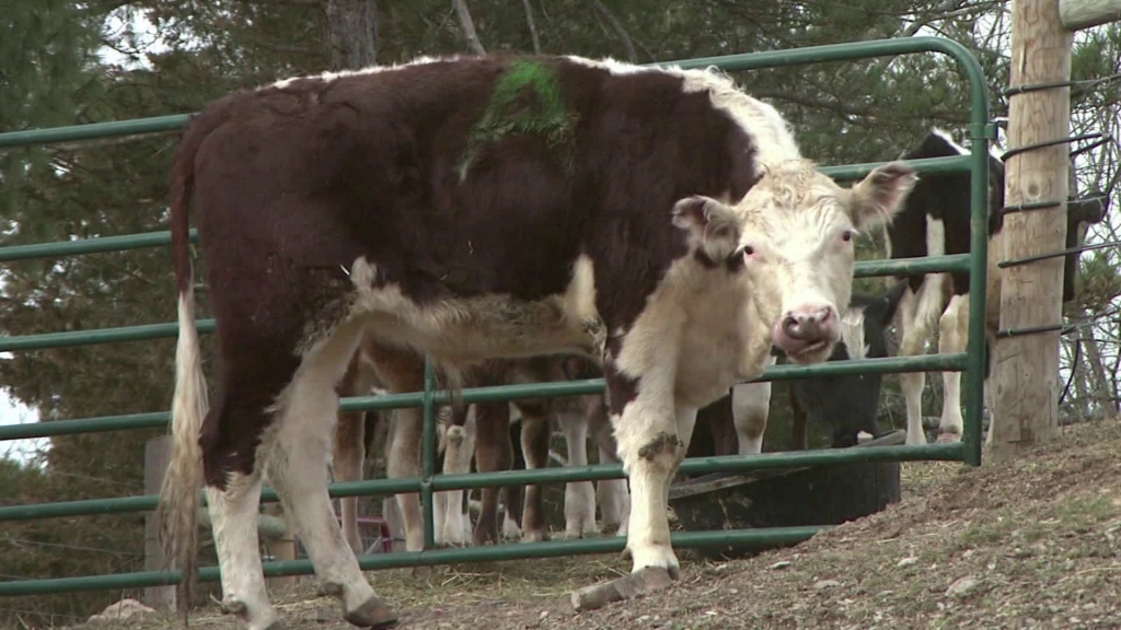 Runaway cow fleeing from slaughterhouse finds refuge in animal sanctuary