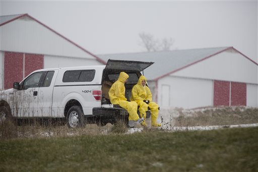 Bird Flu Hits Major US Turkey Producer in Indiana