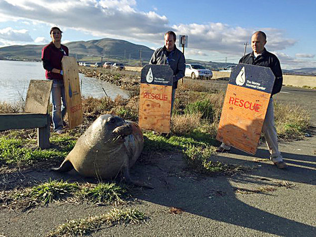 California Highway Patrol officers and a US Fish and Wildlife crew had to rescue a seal from the the road but it returned at least twice after they managed to usher it into the water