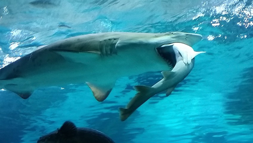 Shark on shark violence in Seoul aquarium