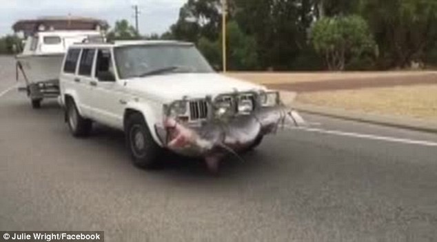 Shocking footage has emerged of a dead shark strapped to the front of a car which was towing a large boat