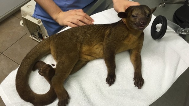 Kinkajou