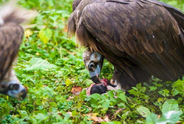 Israeli-vulture-thought-to-be-a-spy-arrested-in-Lebanon