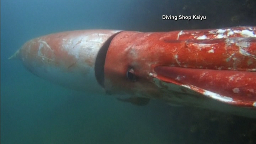 Swimmers in Japan saw a massive squid