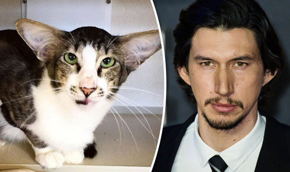 Do you think this cat looks like actor Adam Driver