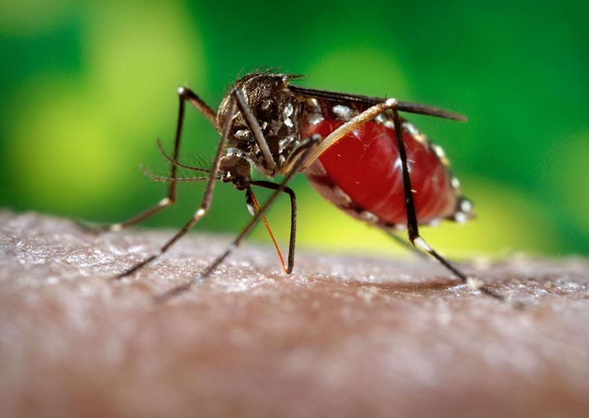 Magnified closeup of a mosquito piercing a person's skin