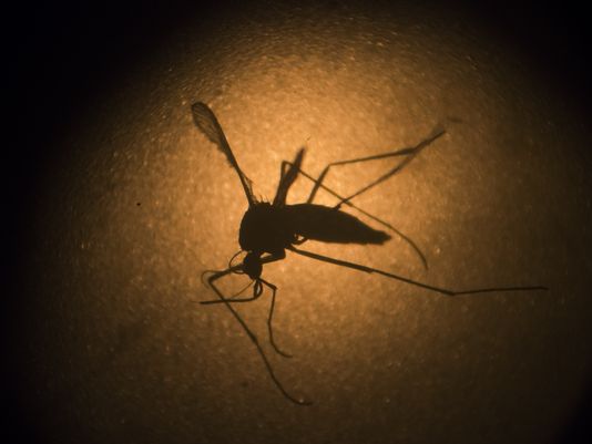 The Aedes aegypti mosquito is one of two types thought to be capable of carrying and transmitting the Zika virus