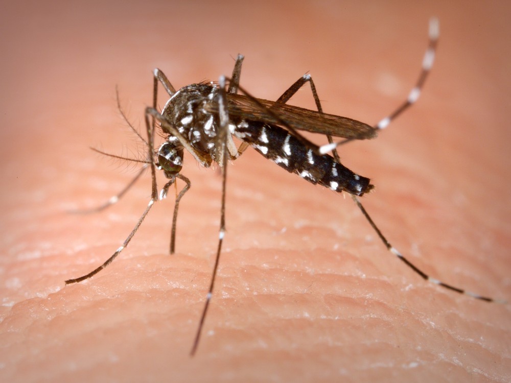 The Aedes albopictus mosquito is the carrier of the Zika virus. Aedes does not exist in Canada