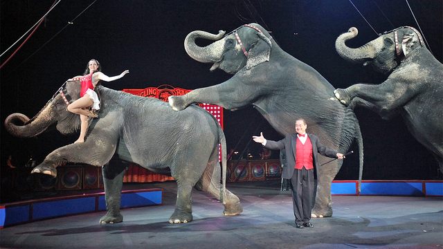 Elephants perform for Ringling Brothers and Barnum and Bailey Circus