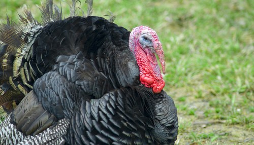 The board says about 400,000 birds are affected by the current strain of avian flu