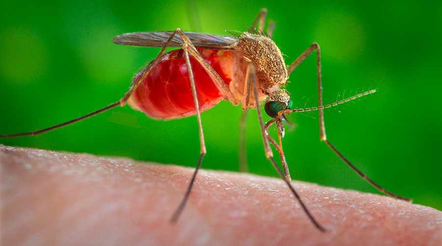 The virus is most commonly transmitted through mosquitoes