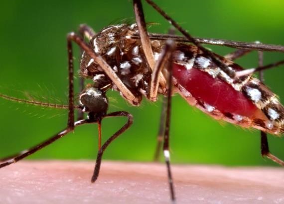 Pregnant Women Warned to Avoid Travel to Brazil Due to Zika Virus