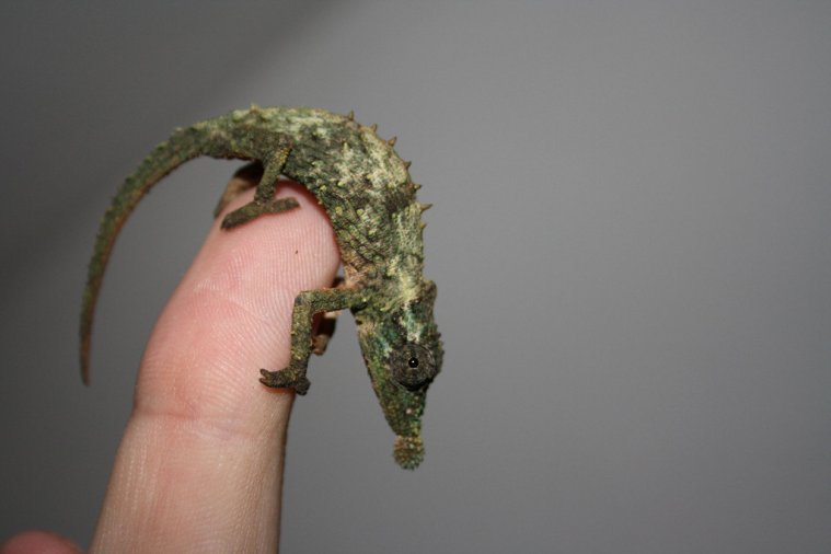 The Tiniest Chameleons Have the Fastest and Most Powerful Tongues (VIDEO)