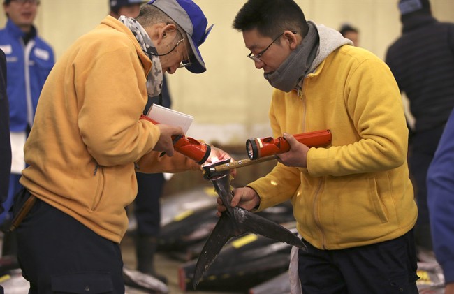 Prospective buyers inspects the quality of fin of a fresh tuna before the first auction of the year at Tsukiji fish market in Tokyo Tuesday Jan. 5 2016. It’s among the biggest of Japan’s many New Year holiday rituals Early on Tuesday a huge glis