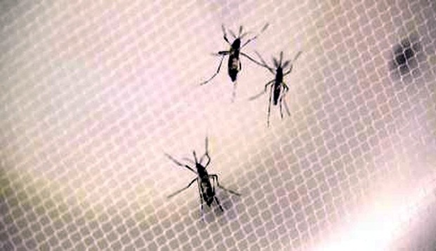 Mosquito-borne virus prompts CDC travel warning