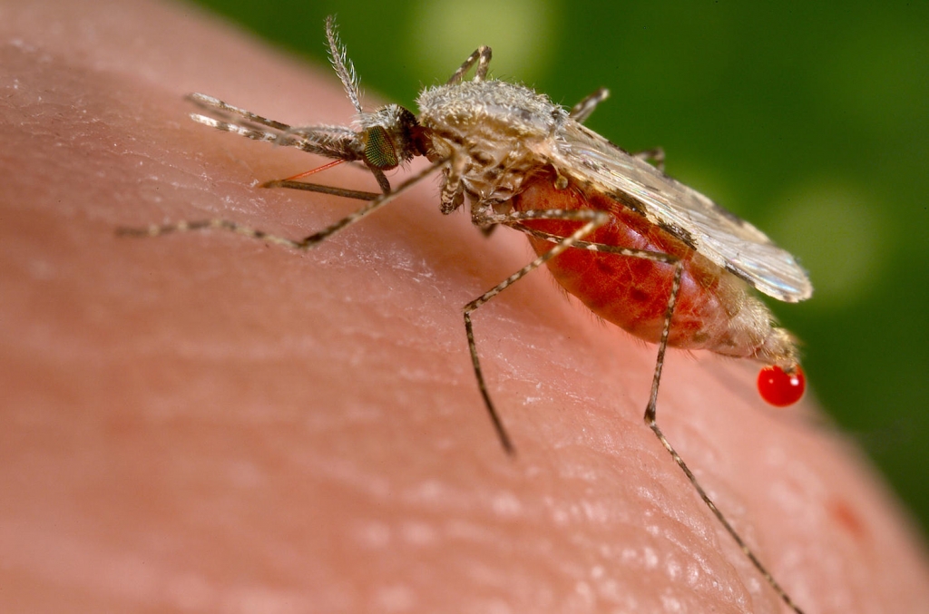 An Anopheles stephensi mosquito obtains a blood meal from a human host through its pointed proboscis in this undated handout