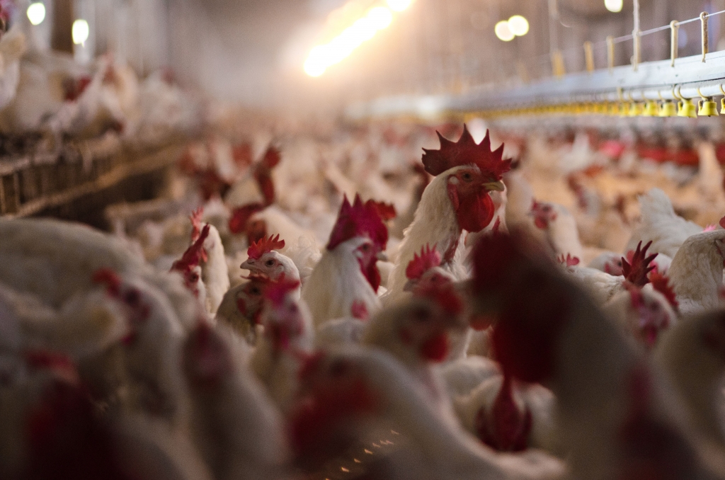 USDA  FlickrUninfected chickens at a poultry farm in Pennsylvania