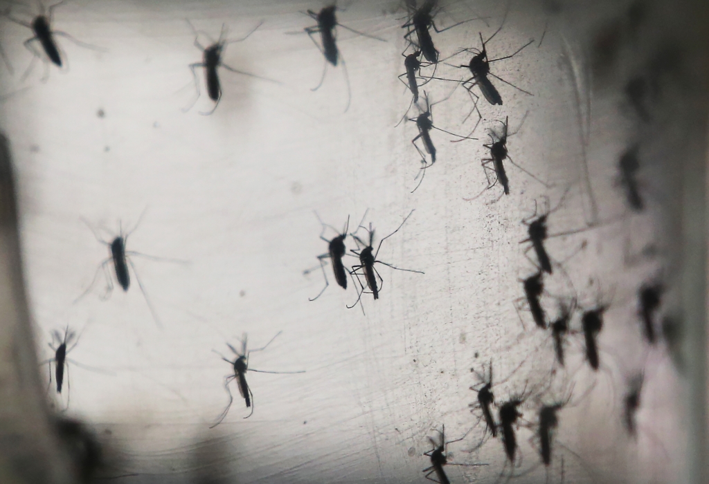 Aedes aegypti mosquitos are seen in a lab at the Fiocruz institute in Recife Pernambuco state Brazil on Jan. 26 2016. The mosquito transmits the Zika virus and is being studied at the institute