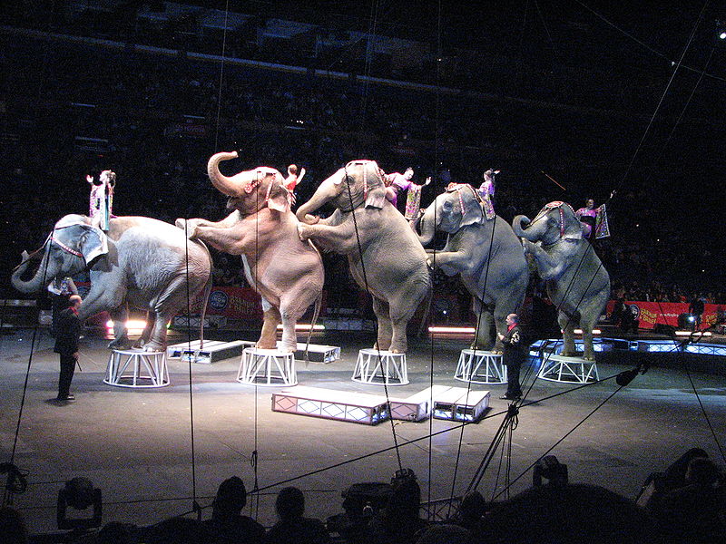 Ringling Elephants