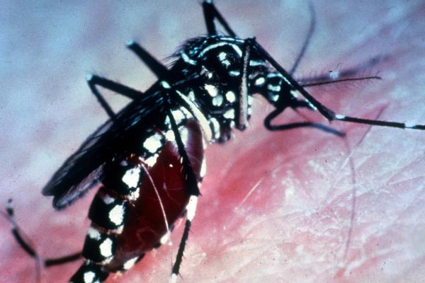 Local Disease Specialist Warns of Zika Virus