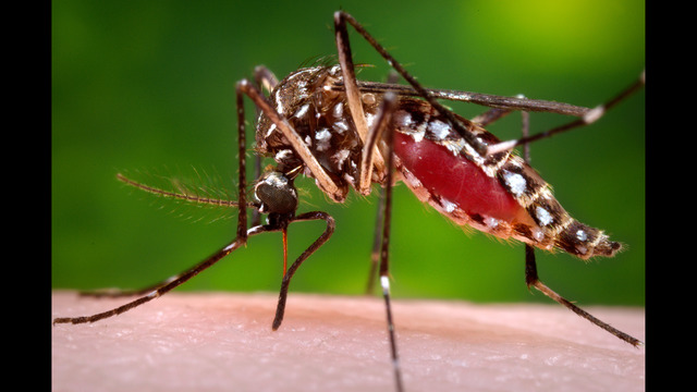 CDC to issue travel warning about mosquito-borne virus, fearing birth defects