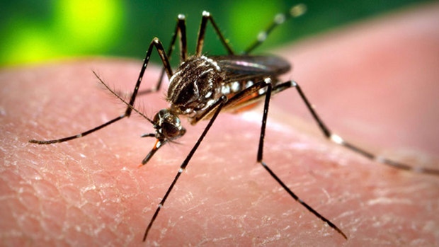 Zika virus is transmitted by Aedes species mosquitoes which also spread dengue and chikungunya viruses