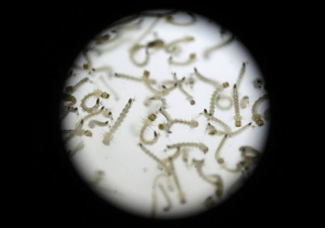 Larvae of Aedes aegypti mosquito is seen in a research area to help prevent the spread of Zika virus and other mosquito-borne diseases at the entomology department of the Minister of Public Health in Guatemala City Guatemala